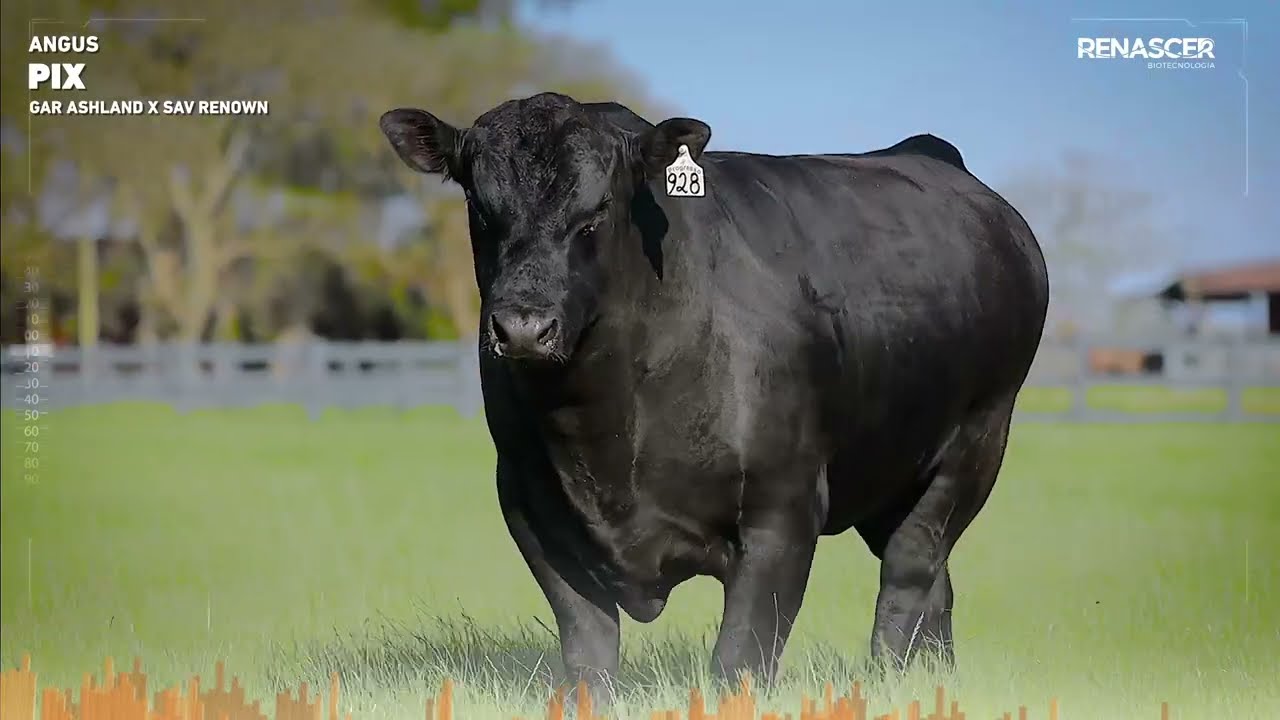 Reprodutor Renascer Angus Pix | Doses de Sêmen Bovino - IATF