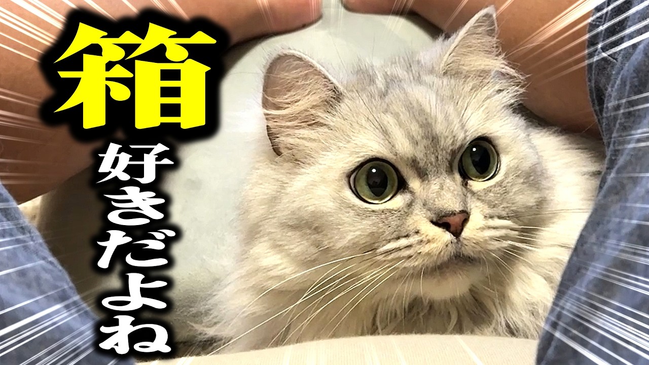 猫って箱好きだよね - YouTube