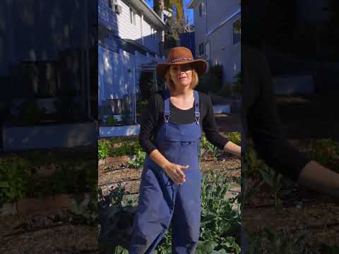 Video: Následná výsadba vašej záhrady: Čo je následná výsadba