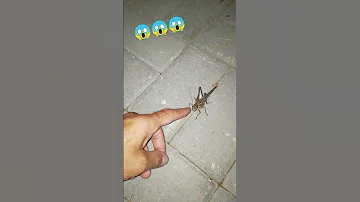 Укусит или нет?!
