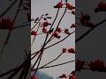 Save the Birds#https://www.youtube.com/@Rolingmili