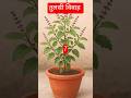 Tulsi Vivah #tulsimata #tulsi #harhargharmetulsipujan #festival #maatulsi