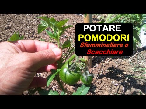 Video: Potatura Del Pomodoro