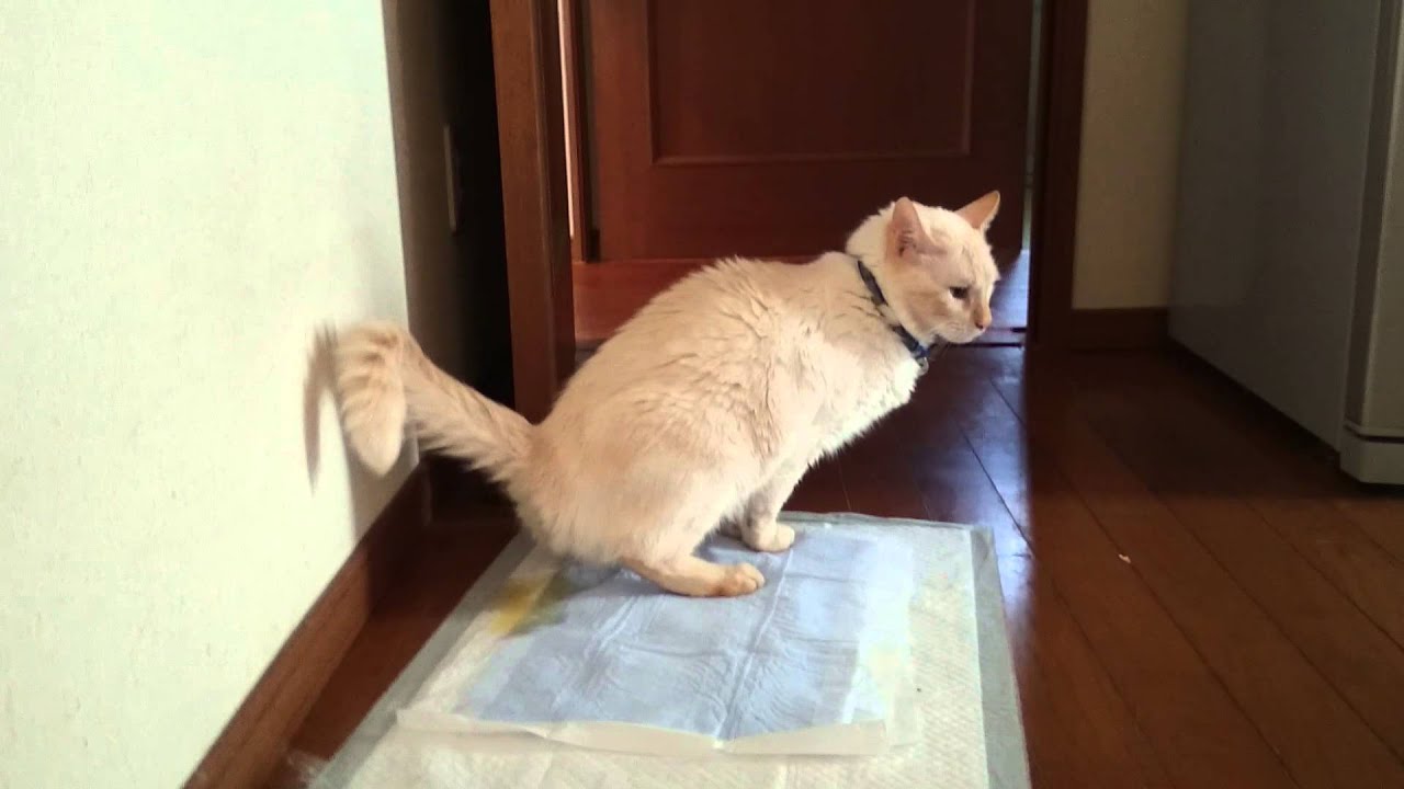 白い猫 トイレ シート A cat does pee to a restroomsheet YouTube
