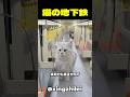 猫専用の地下鉄”キャットタウン駅”