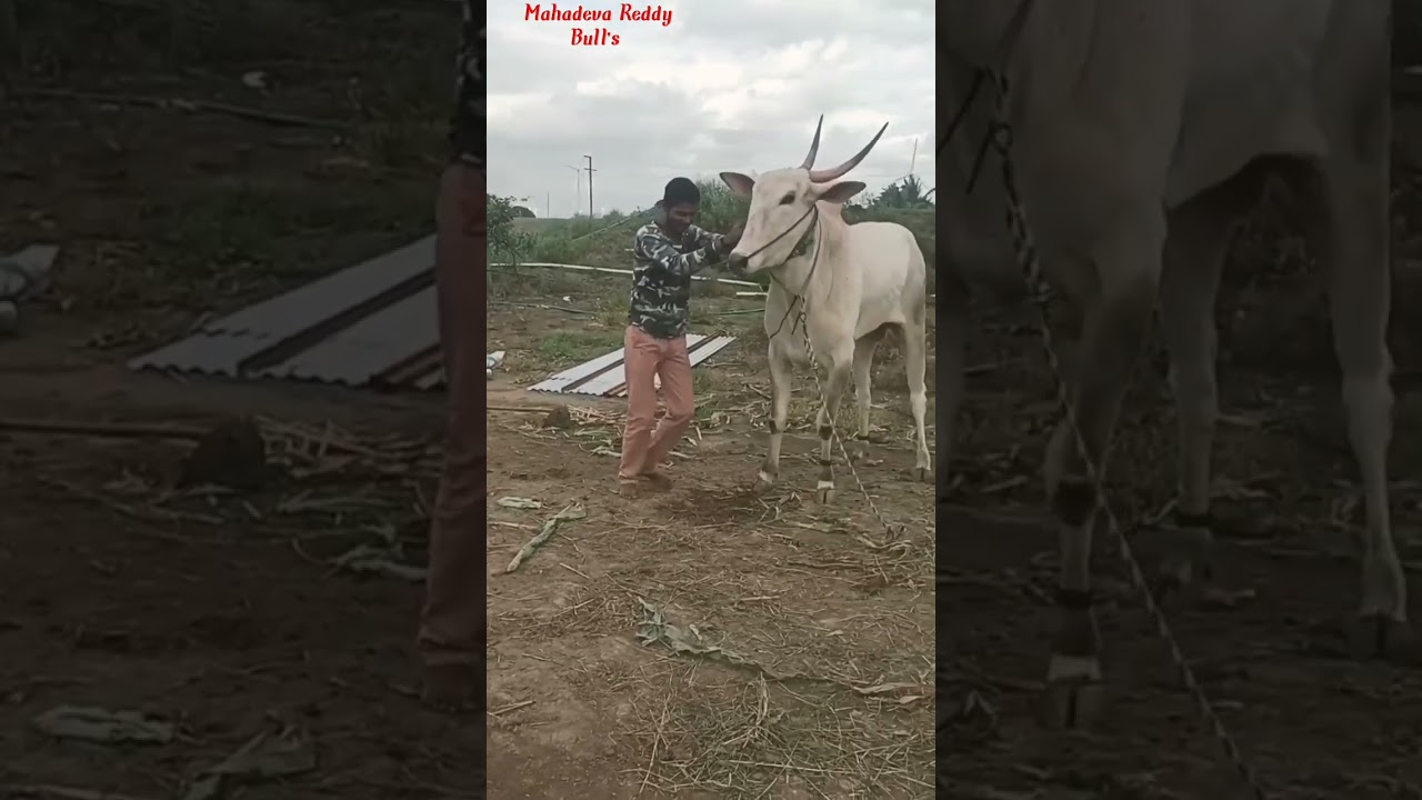 khillar Bull on 🔥👑🦁.