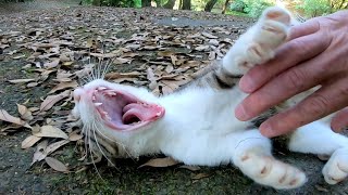 ハイキングコースで人が来るのを待っている野良猫