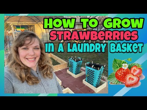 Garden Hack: How to grow strawberries in a laundry basket - YouTube