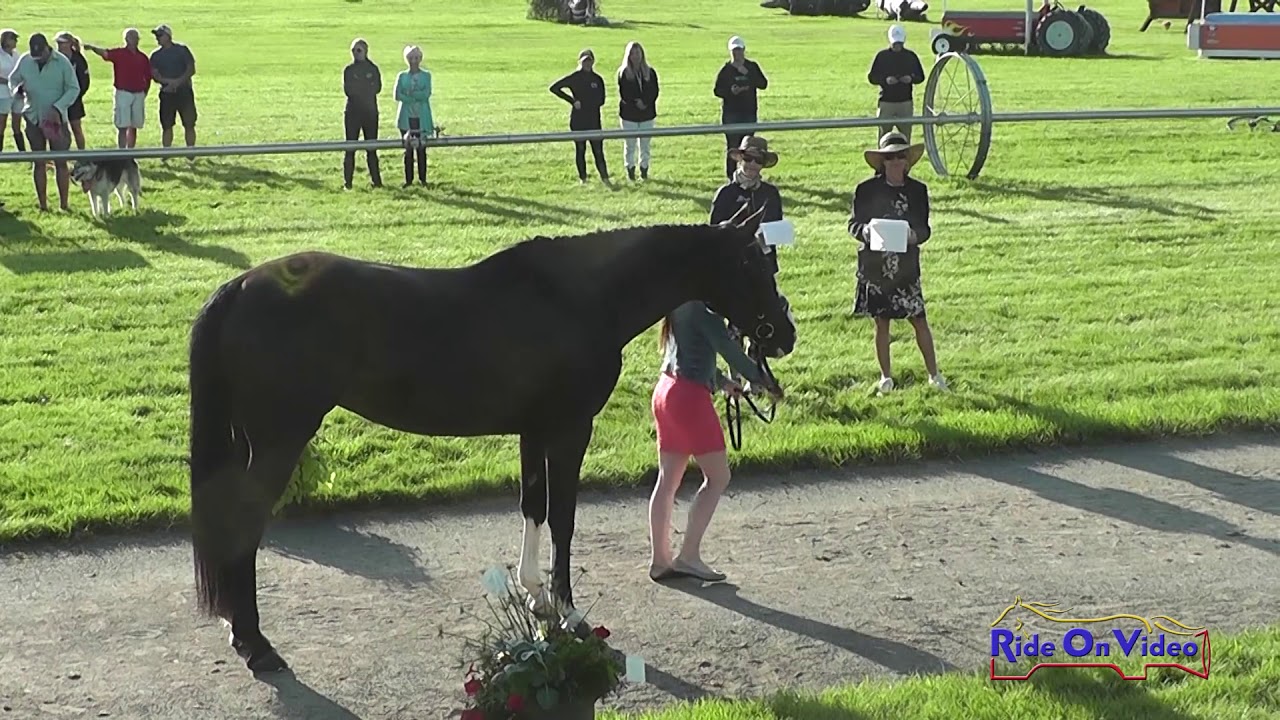 Morgan Roe 243J2 Morgan Roe on My Transit of Venus Training 3-Day Jog 2 Rebecca ...