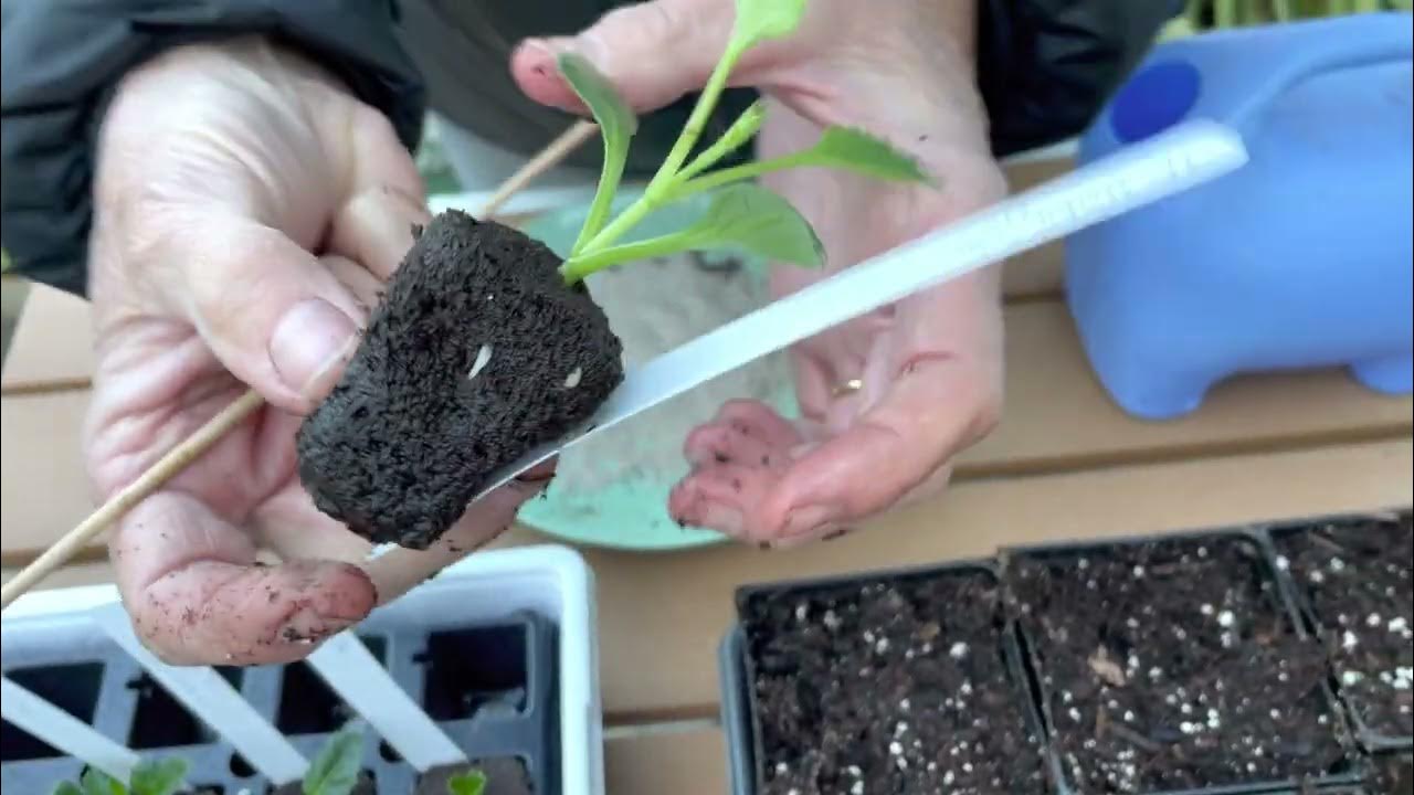 130. Potting up Rooted Cutting into 4 inch Pots. YouTube
