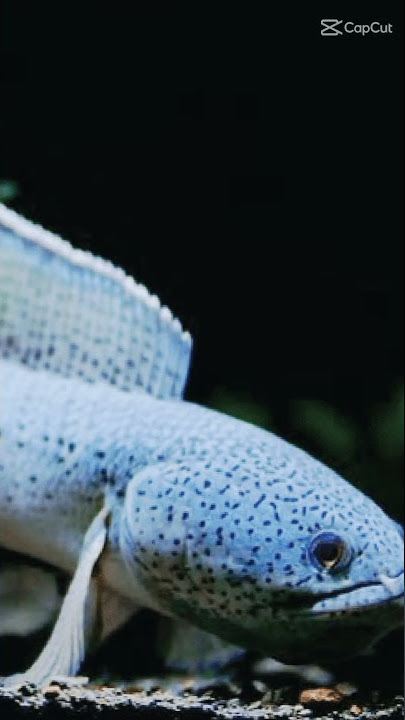 story wa ikan channa