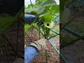 Harvest okra