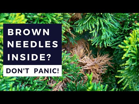 Video: Evergreen In Winter - Aprenda sobre el daño invernal de los arbustos de hoja perenne