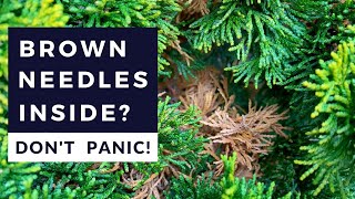 Evergreens Turning Brown Inside: Don't Panic!