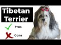 Tibetan Terrier pros and cons | The Good AND Bad of owing Tibetan の動画、YouTube動画。