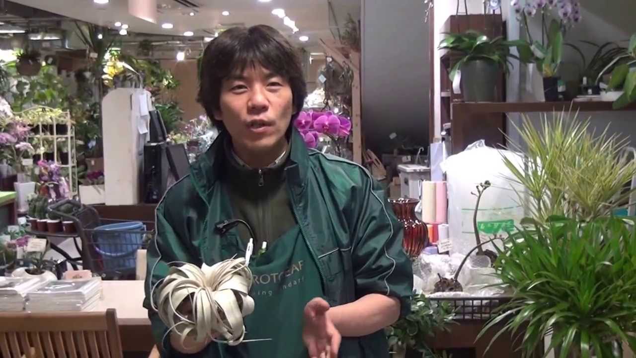 エアプランツ 珍しいキセログラフィカの紹介 Youtube エアプランツ 珍しいキセログラフィカの紹介 Youtube