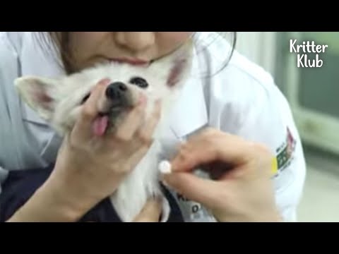 Video: 27 Hunde, som unapologetically glæder sig over at være endnu større Jerks