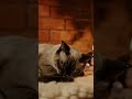 Relaxing Cat Purr and Fireplace Crackle #catnapasmr #catasmr #shorts #relax