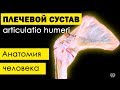 Плечевой сустав (articulatio humeri)💀 | Анатомия человека [2019][4K]✅