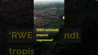 'RWE is tropisch regenwoud in Nederlandse energiecentrales aan het verbranden'