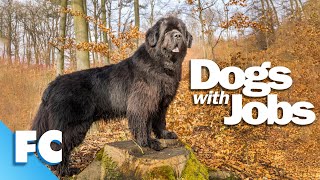 Dogs With Jobs | S4E03: Moby, Morgan & Barney |  Full Animal Documentary TV Show | FC