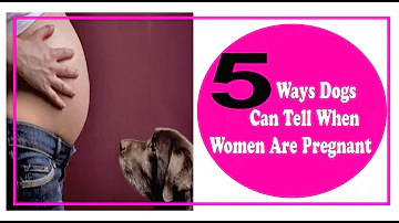How do dogs act in early pregnancy?