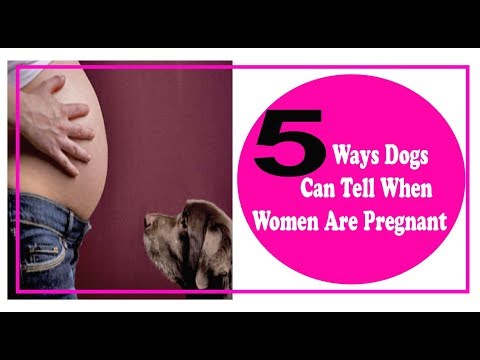 Video: Do Dogs Feel The Owner's Pregnancy, Including In The Early Stages?