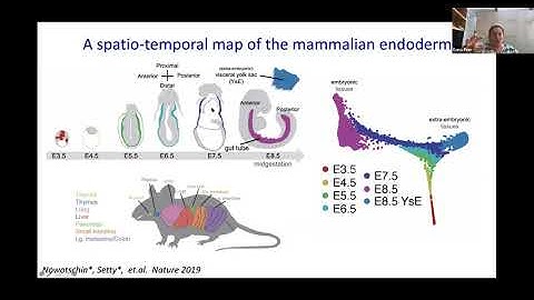 Temporal Single Cell Analysis 2020 - Dana Pe