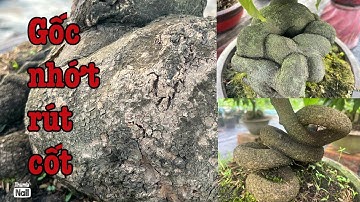 Gốc nhớt già mùa rút cốt củ đế khối cục lh 0766765975