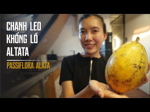 Video Quả Chanh Leo Với Hương Vị Ngọt Ngào Của Trái Cây... - youtube