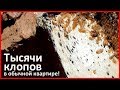 Уничтожение клопов в Балашихе