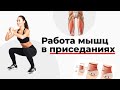 Работа мышц в приседаниях