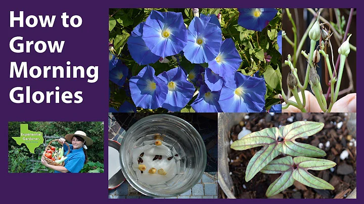 How to Grow Morning Glories - DayDayNews