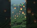 beautiful #ytsearch #ytshorts #ytviral #nature #forest