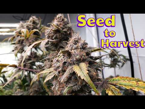 Bear Force 1 Seed to Harvest | Mephisto Genetics Indoor Grow