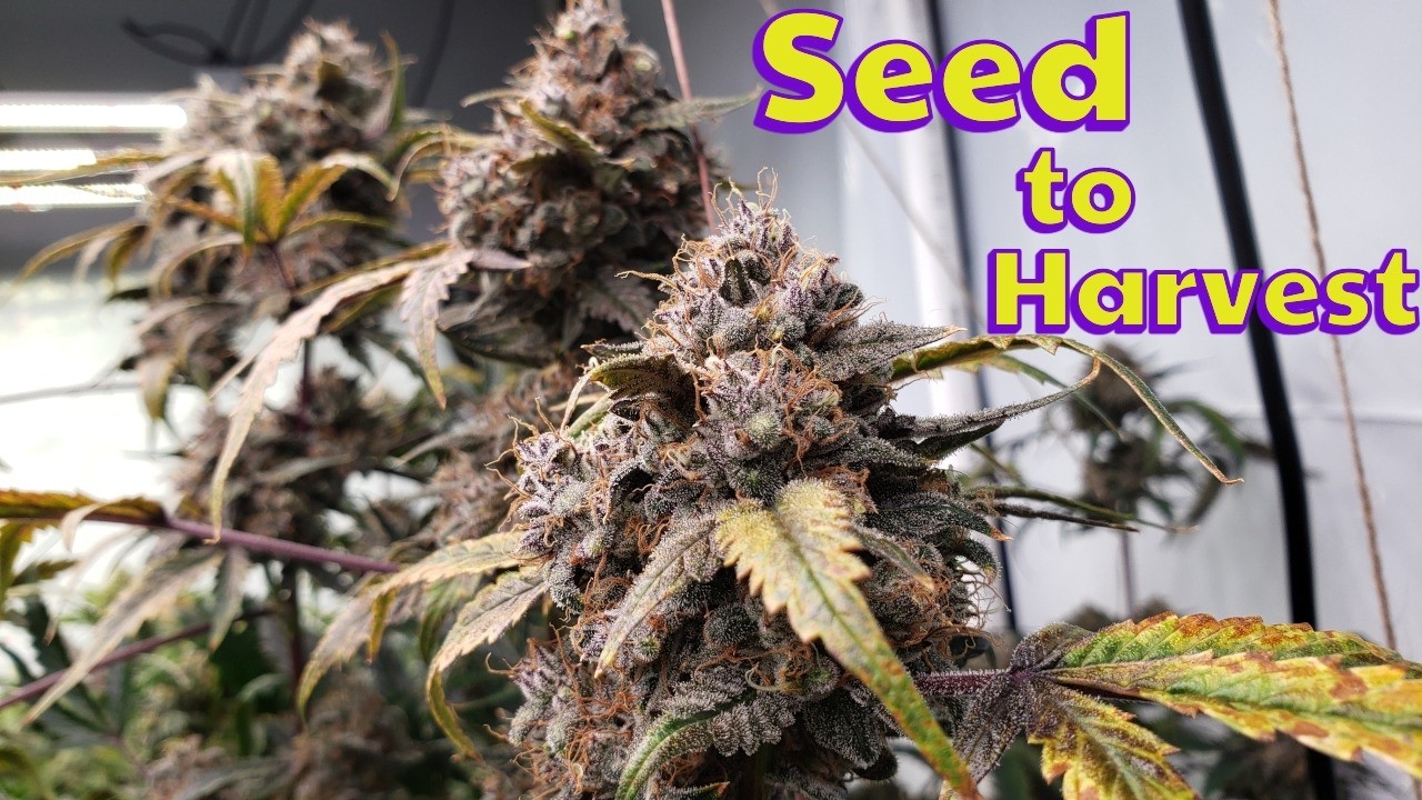 Bear Force 1 Seed to Harvest | Mephisto Genetics Indoor Grow