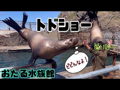 【小樽】おたる水族館で大迫力のトドショー🦭話題のスラムダンク🏀主題歌に合わせてトド達が宙を舞う⁉️🎶こんなショー、今まで見た事ない💦Otaru Aquarium【Hokkaido】