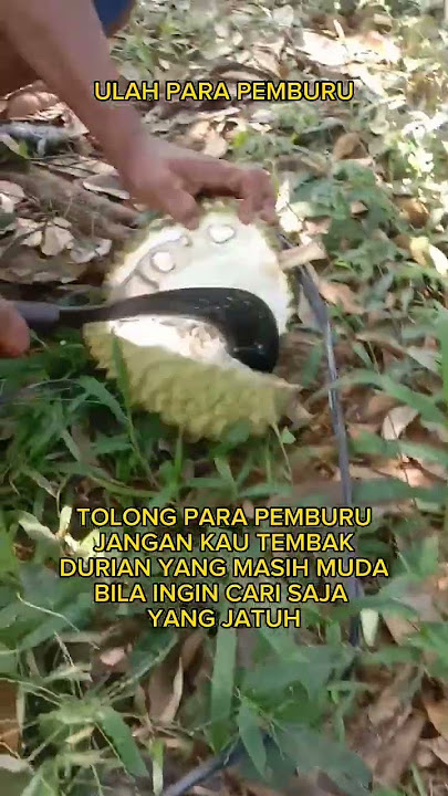 ulah pemburu durian ku rusak