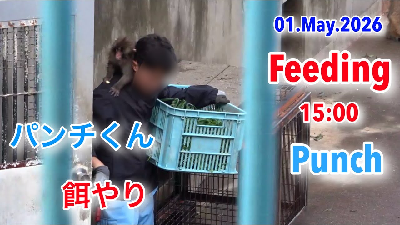 01.May.2026 Feeding Punch 15:00 パンチくん 餌やり #がんばれパンチ