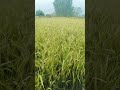 ##desi life Jay Jawan Jay Kisan##♥️♥️