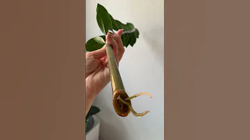 Размножение замиокулькаса листом #myplants #plants #zzplant