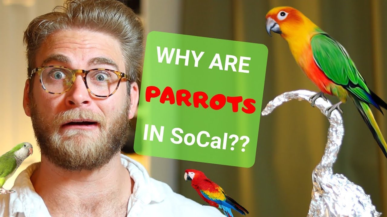 Why are there PARROTS in Southern California?? YouTube