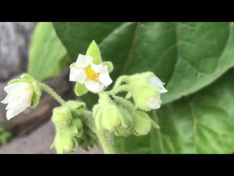 Zwerg-Tamarillo richtig benennen: Solanum abutiloides statt Cyphomandra