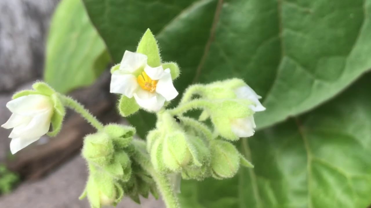 Zwerg-Tamarillo richtig benennen: Solanum abutiloides statt Cyphomandra