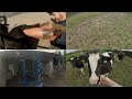 Wet weather  spraying  ai cows