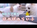 しらたま君のなんでもないけど幸せな一日\^^/