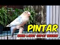 Mengapa Baru Tahu Kalau Suara Burung Lovebird ini PINTAR Sekali Bikin Labet Cepat Ngekek