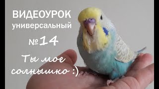 Учим попугая говорить. Урок №14: 'Ты мое солнышко'