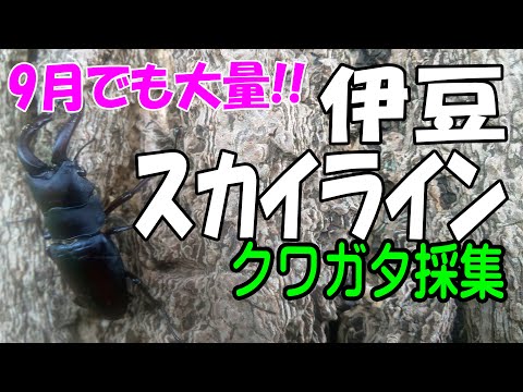 イマキラ12冊　1994〜1998 インセクトマートのクワガタムシ採集記 宝の地図【クワガタムシ】採集地ガイドが掲載されている書籍紹介