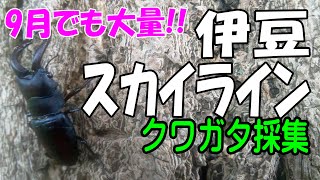 イマキラ12冊　1994〜1998 インセクトマートのクワガタムシ採集記 イマキラ12冊1994〜1998 インセクトマートのクワガタムシ採集記
